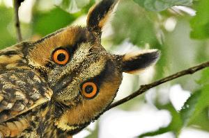 Fernflieger oder Futtersammler?